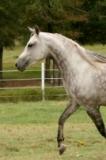 Horse or Pony Loan Agreement