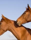 Purchase agreement from a Horse Dealer / Horse Trader